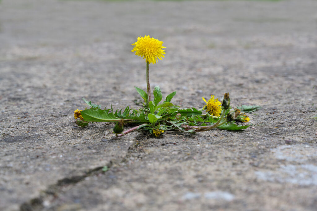 single dandelion flower breaks its way through the concrete, concept power of nature, copy space, selected focus